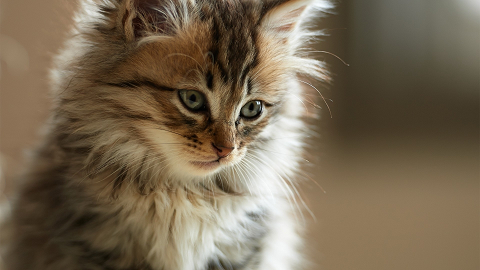 a cute fluffy kitten